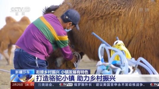 種蘑菇、養(yǎng)駱駝...。。特色產業(yè)助力鄉(xiāng)村振興走新路