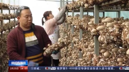 種蘑菇、養(yǎng)駱駝...。。特色產業(yè)助力鄉(xiāng)村振興走新路