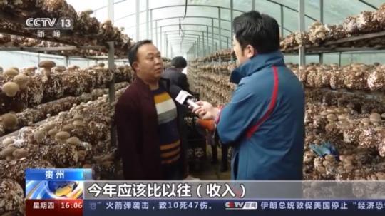 種蘑菇、養(yǎng)駱駝...。。特色產業(yè)助力鄉(xiāng)村振興走新路