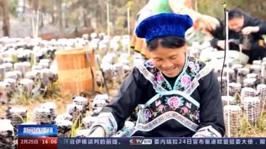 種蘑菇、養(yǎng)駱駝...。。特色產業(yè)助力鄉(xiāng)村振興走新路