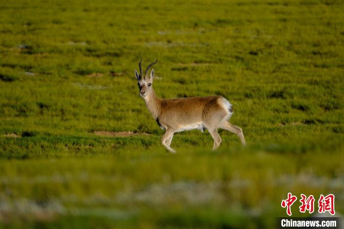 圖為西藏納木錯(cuò)湖邊的藏原羚休閑覓食?！〗w波 攝