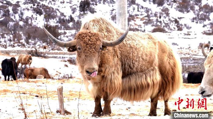 圖為角木那村生態(tài)散養(yǎng)的牦牛?！“蜕Ｇ?　攝