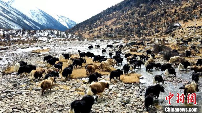 圖為角木那村生態(tài)散養(yǎng)的牦牛正在覓食。　洪若虹 攝
