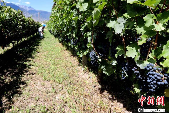昌都芒康縣依托“兩江流域”干熱河谷地帶地理優(yōu)勢(shì)將康巴蜜橘、蘋果、甜石榴、葡萄、蜜桃等經(jīng)濟(jì)林木種植?！〔际忻⒖悼h委宣傳部供圖