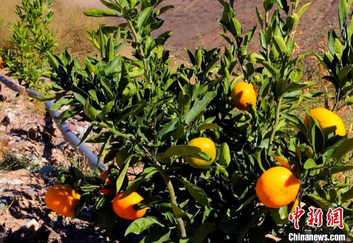 昌都芒康縣依托“兩江流域”干熱河谷地帶地理優(yōu)勢(shì)將康巴蜜橘、蘋果、甜石榴、葡萄、蜜桃等經(jīng)濟(jì)林木種植?！〔际忻⒖悼h委宣傳部供圖