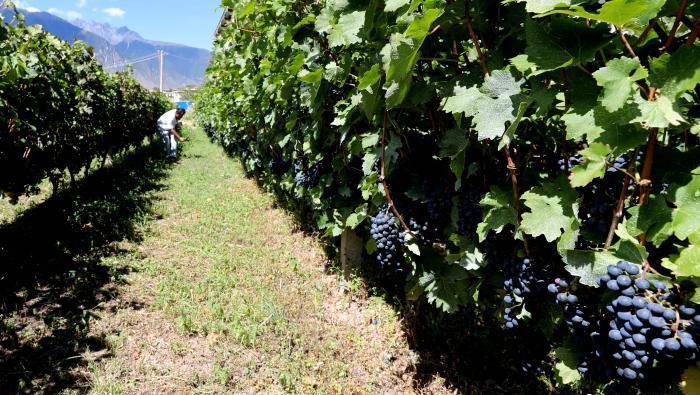 昌都芒康縣依托“兩江流域”干熱河谷地帶地理優(yōu)勢將康巴蜜橘、蘋果、甜石榴、葡萄、蜜桃等經(jīng)濟林木種植。　昌都市芒康縣委宣傳部供圖