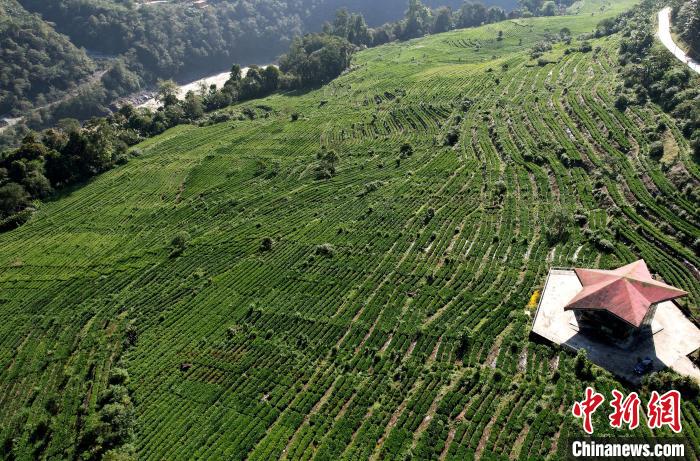 圖為西藏林芝市墨脫縣果果塘大拐彎附近的茶田。(無人機照片) 李林 攝