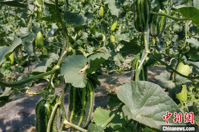 圖為西藏康馬縣大棚內(nèi)的博洋九號甜瓜?！⒔ㄜ?攝