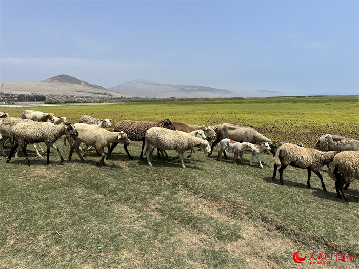 當(dāng)?shù)貢r(shí)間11月15日，羊群在錢(qián)凱港附近的圣羅莎濕地棲息。人民網(wǎng)記者 周雨攝