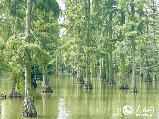 湖北省武漢漲渡湖濕地，池杉“破水而出”。人民網(wǎng)記者 張沛攝