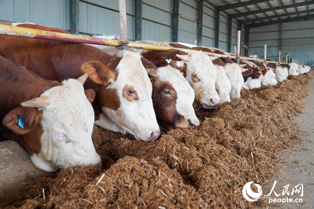 在思博農(nóng)業(yè)科技有限公司內(nèi)，肉牛正在吃秸稈轉(zhuǎn)化的飼料。人民網(wǎng)記者 陳若天攝