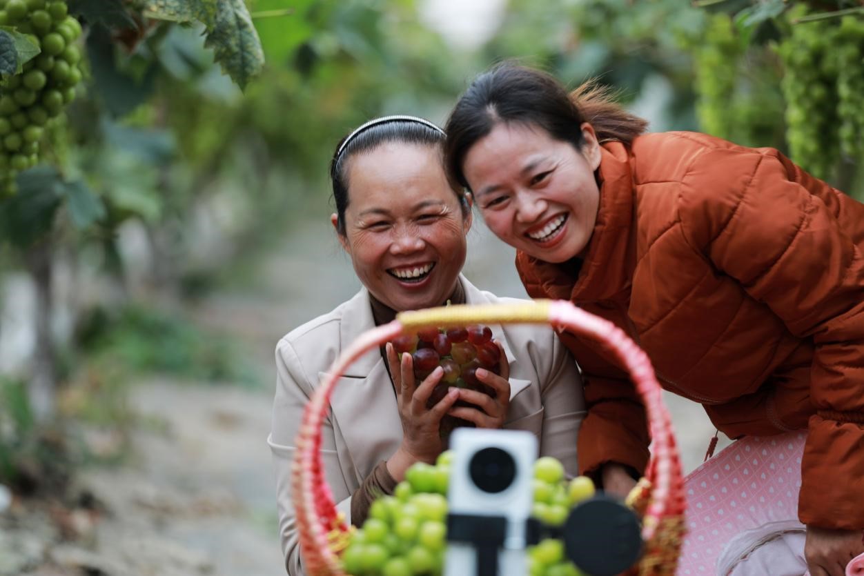 2024年10月6日，果農(nóng)在貴州省黔西市金碧鎮(zhèn)新蘭村葡萄園里進(jìn)行直播銷售。來源：人民圖片