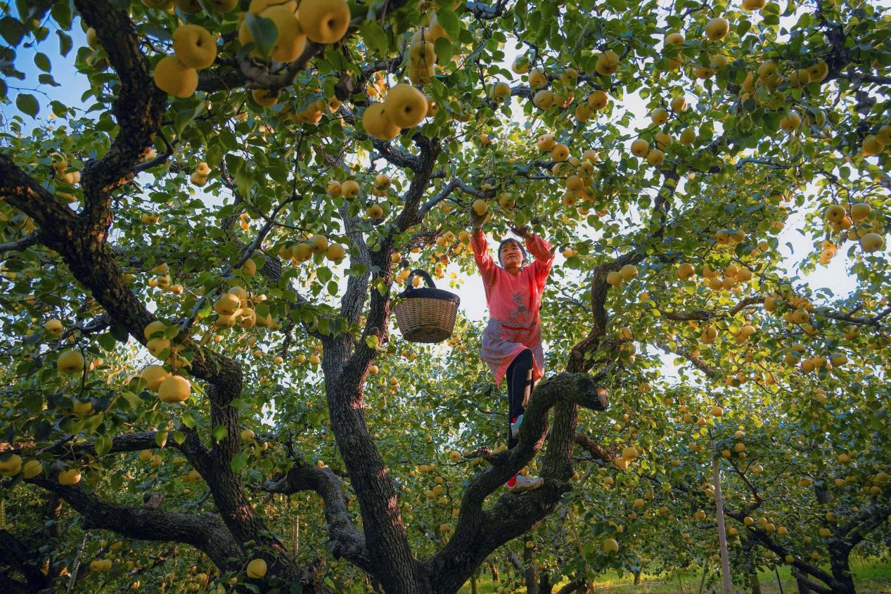 2024年10月4日，安徽省宿州市碭山縣程莊鎮(zhèn)衡樓村百年老梨園里，梨農(nóng)在忙著采摘酥梨。來源:人民圖片