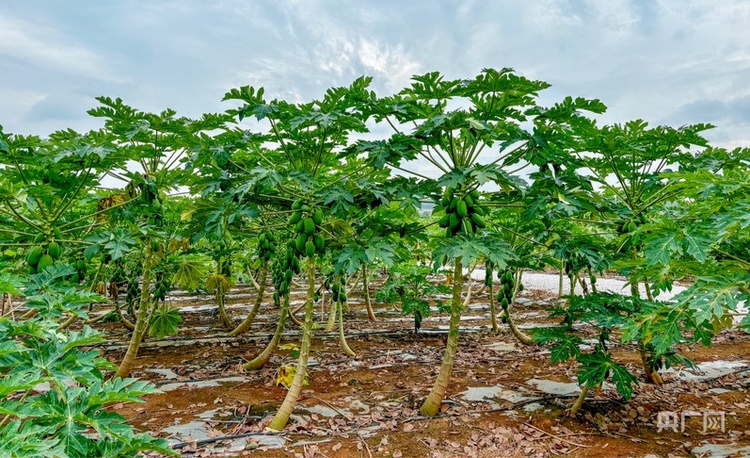 高質(zhì)量發(fā)展看中國 | 廣西:三產(chǎn)融合“潤澤”鄉(xiāng)村沃土 讓農(nóng)民腰包越來越鼓