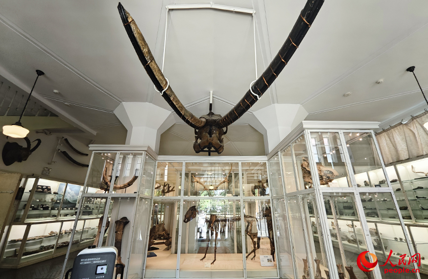 北疆博物院古生物陳列室內(nèi)的化石標(biāo)本。人民網(wǎng)記者 孫一凡攝
