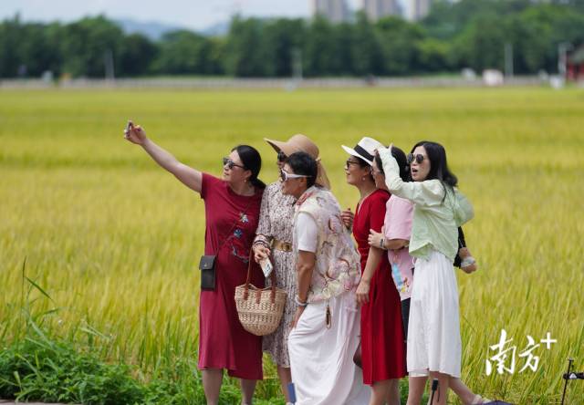 游客們在崖口村稻田前合影。