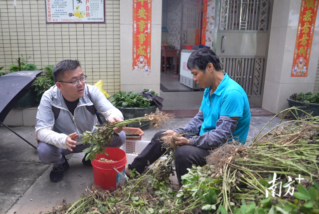土地組成員張國強一邊幫村民做農(nóng)活一邊聊天。