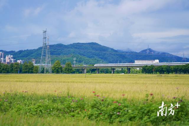 高鐵掠過崖口村稻田。