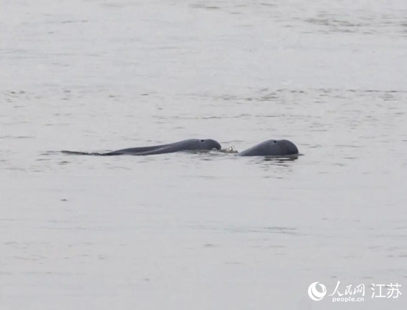 在南京長江新濟洲國家濕地公園拍到的江豚。人民網(wǎng)記者 王丹丹攝