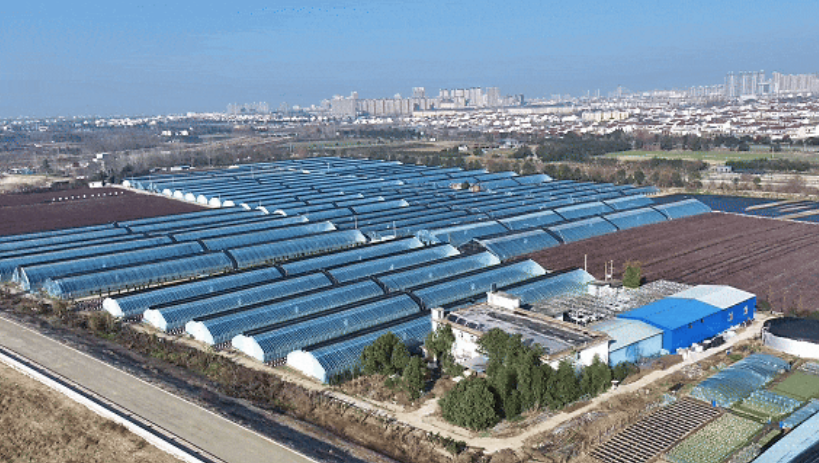 洋縣東聯(lián)村藍莓基地航拍。洋縣融媒體供圖