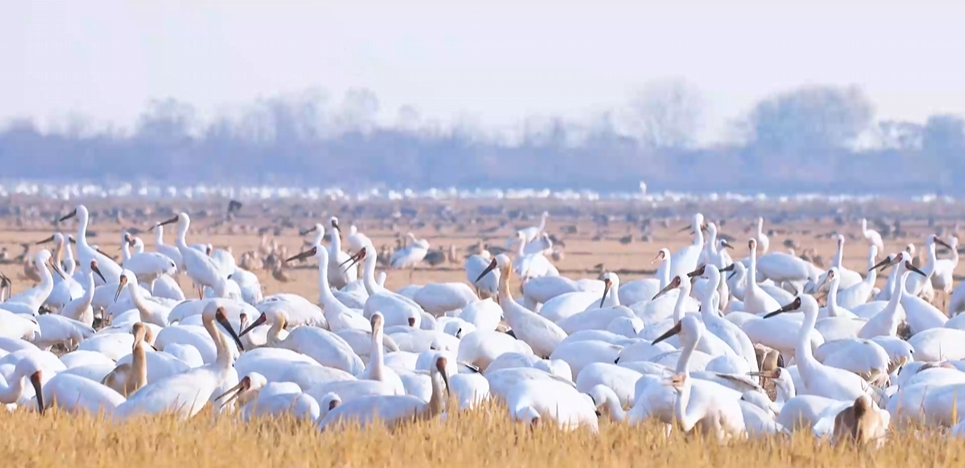 “兩山”理念與美麗中國(guó)丨濕地與候鳥，一場(chǎng)歲歲年年的相守
