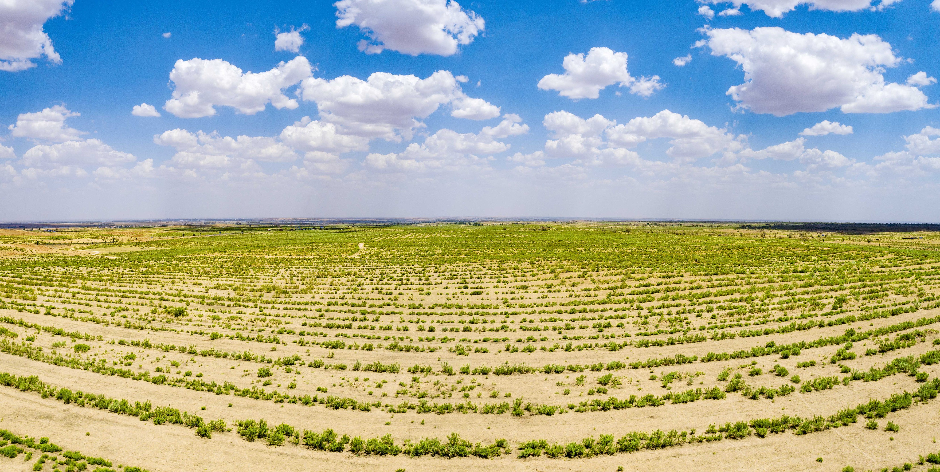 2023年6月7日，內(nèi)蒙古鄂爾多斯，毛烏素沙漠。