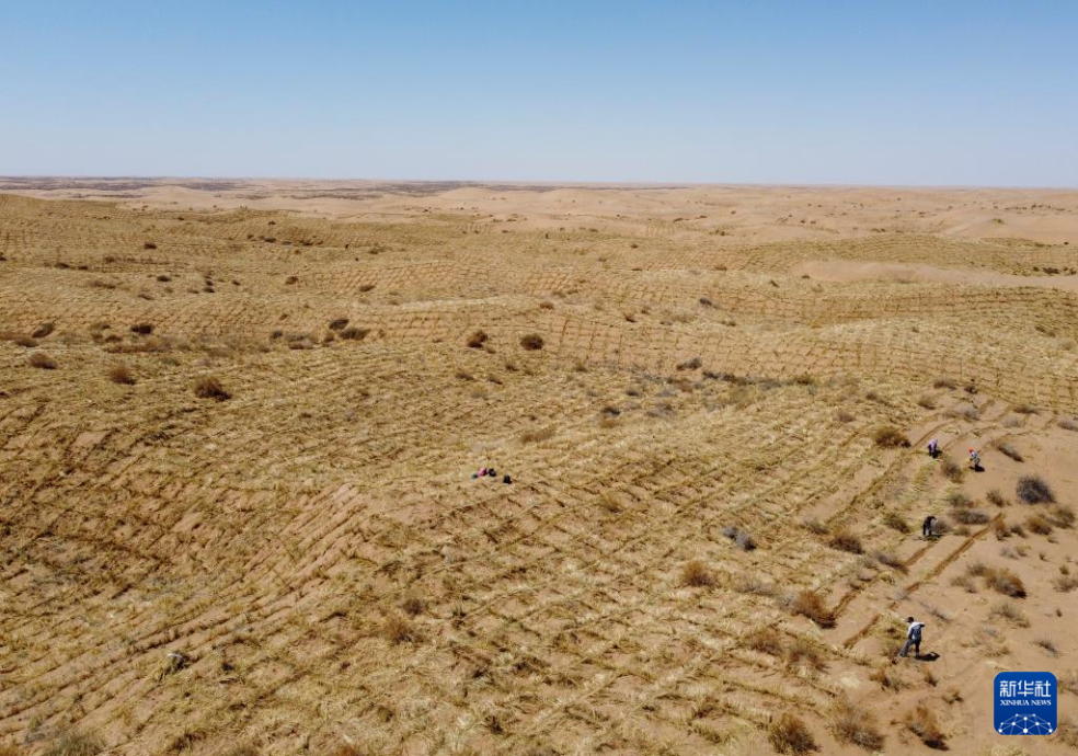 2024年4月10日，群眾在古浪縣八步沙林場(chǎng)麻黃塘沙區(qū)用草方格壓沙。新華社發(fā)（無(wú)人機(jī)照片）