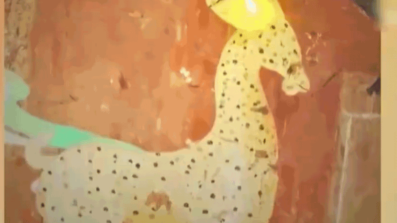 在全新技術(shù)支持下，敦煌莫高窟實現(xiàn)了窟內(nèi)文物窟外看的新體驗。