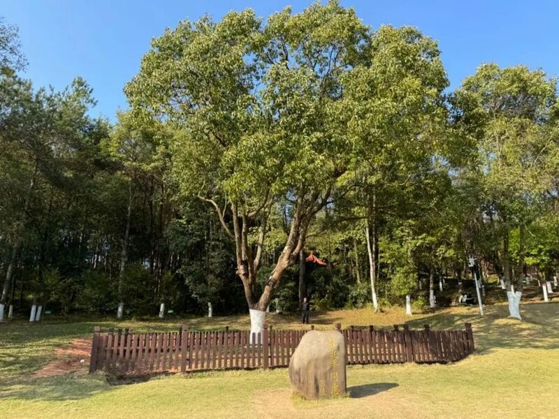 習(xí)近平同志為福建省長汀縣水土保持科教園捐種的香樟樹。圖源：學(xué)習(xí)時報