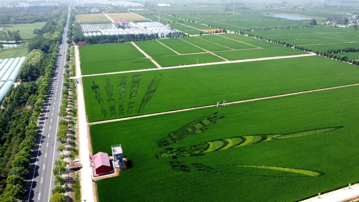 俯瞰小崗村高標(biāo)準(zhǔn)農(nóng)田。鳳陽(yáng)縣委宣傳部供圖