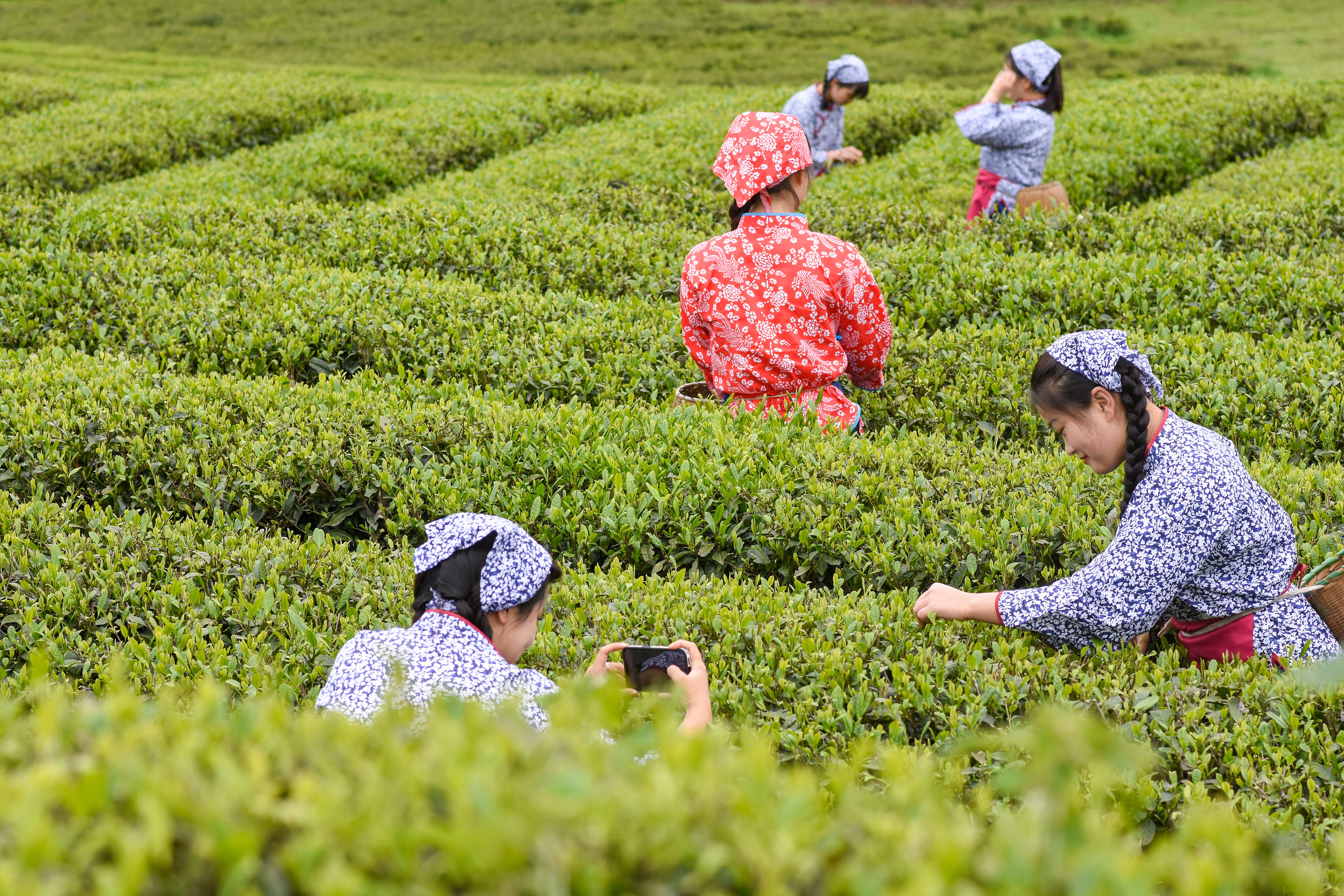 2023年4月6日，游客在貴州省銅仁市江口縣怒溪鎮(zhèn)駱象村生態(tài)茶園體驗采茶樂趣。