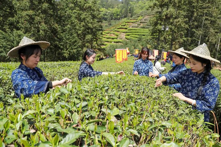 2025年4月13日，福建武夷山市星村鎮(zhèn)朝陽村茶農(nóng)在生態(tài)茶園展示采茶。新華社發(fā)（邱汝泉 攝）