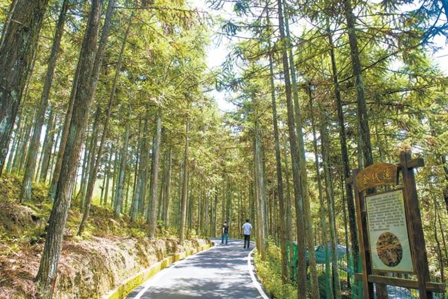 福建周寧縣黃振芳家庭林場。（圖源：央視新聞）