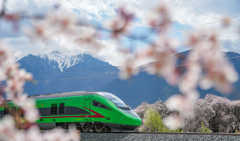 2025年4月2日，復(fù)興號(hào)列車(chē)穿行在拉林鐵路林芝段。