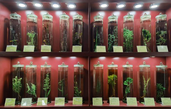 圖為藏藥藥材標本。???張海?? ??.jpg