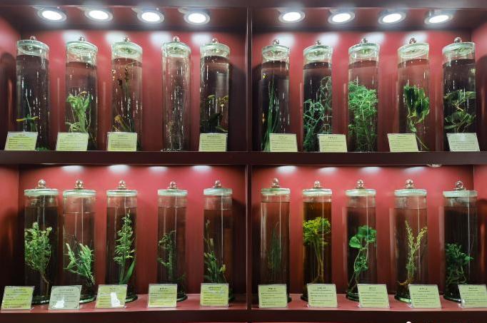 圖為藏藥藥材標(biāo)本。???張海?? ??.jpg