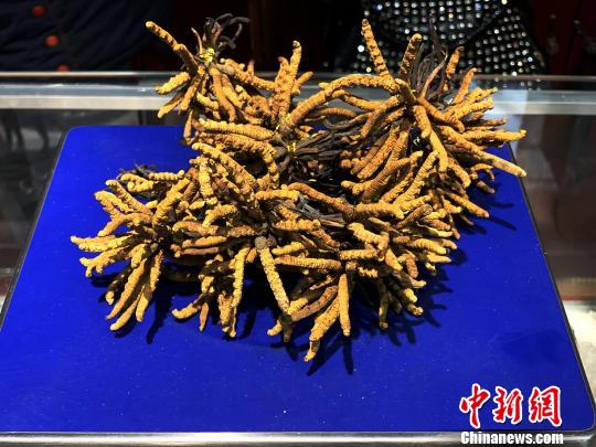 圖為冬蟲夏草。　孫睿 攝
