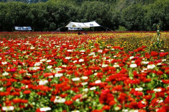 姆朵花海。次仁羅布 攝