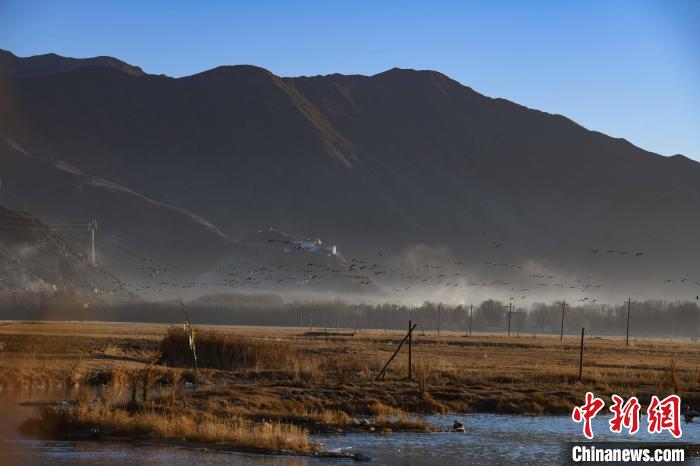 圖為拉薩市林周縣境內(nèi)飛翔的候鳥?！∝暩聛硭?攝