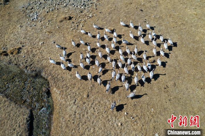 圖為拉薩市林周縣境內(nèi)越冬的候鳥。　貢嘎來松 攝