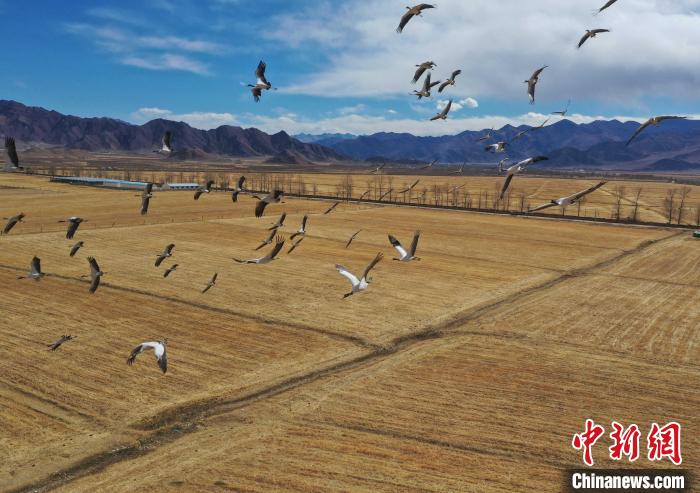 圖為黑頸鶴在拉薩市林周縣境內(nèi)飛翔?！∝暩聛硭?攝