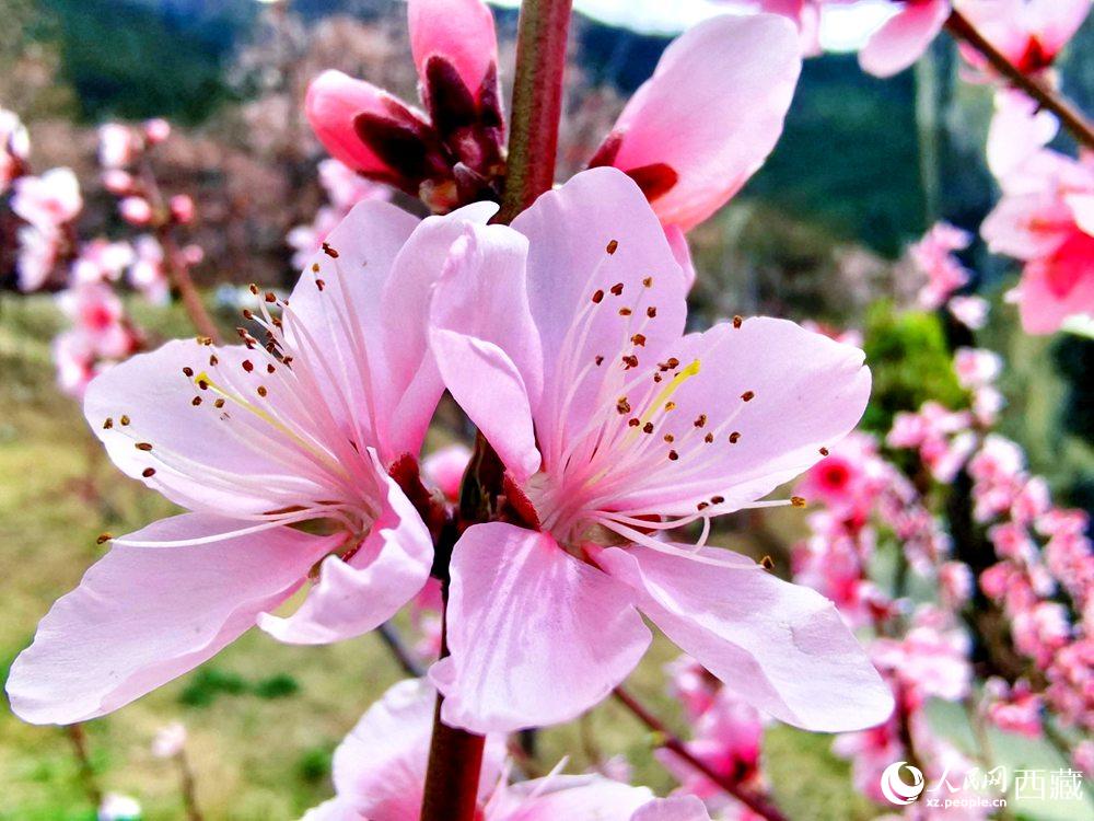 林芝桃花開。人民網(wǎng) 李海霞攝
