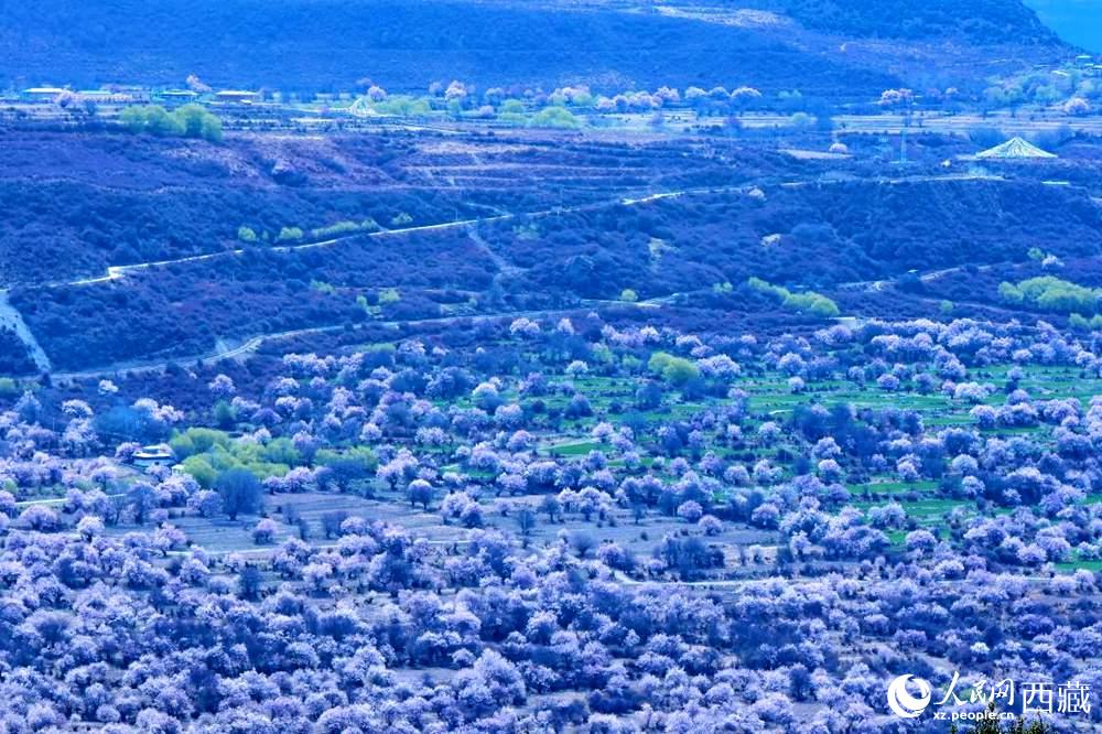 遠(yuǎn)眺“桃花村”。人民網(wǎng) 李海霞攝