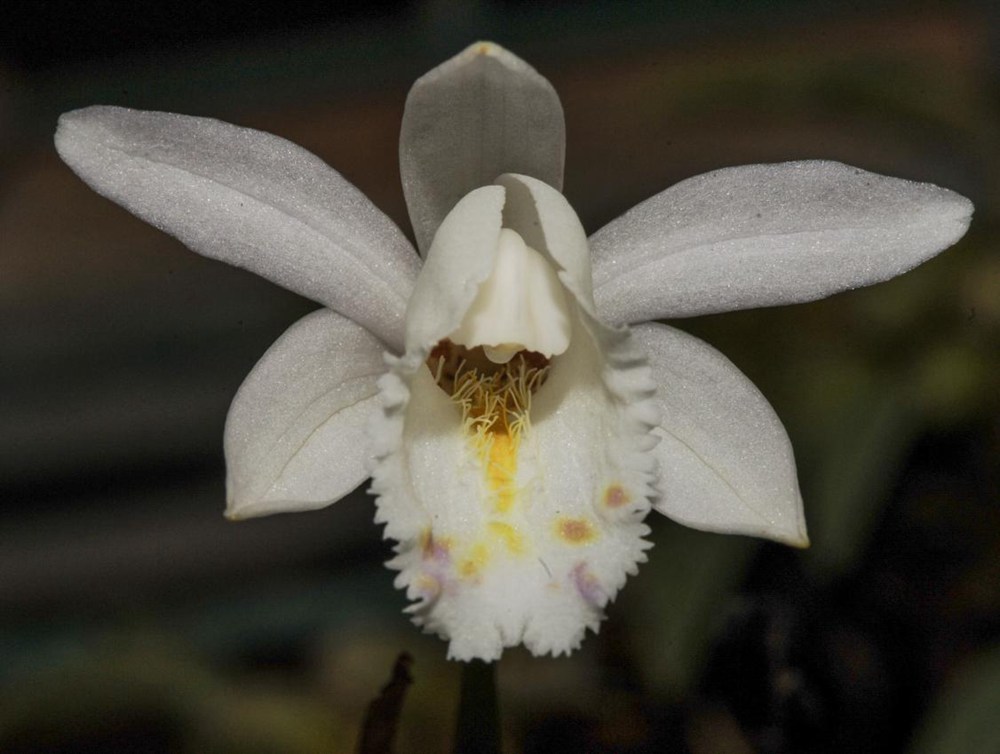 毛唇獨蒜蘭。 金效華攝