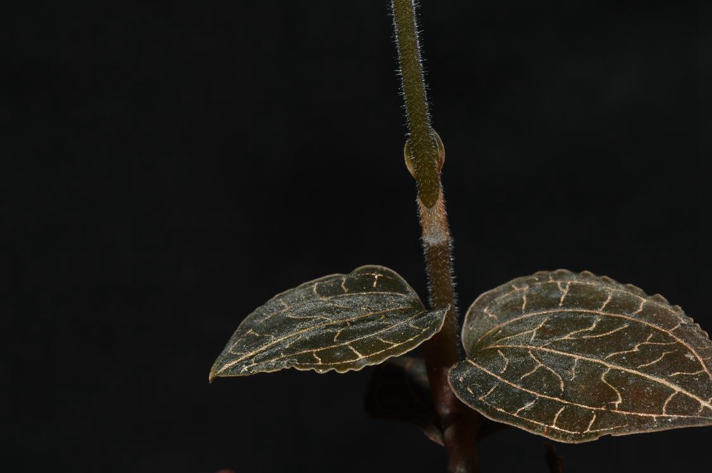 墨脫金線蘭。金效華攝