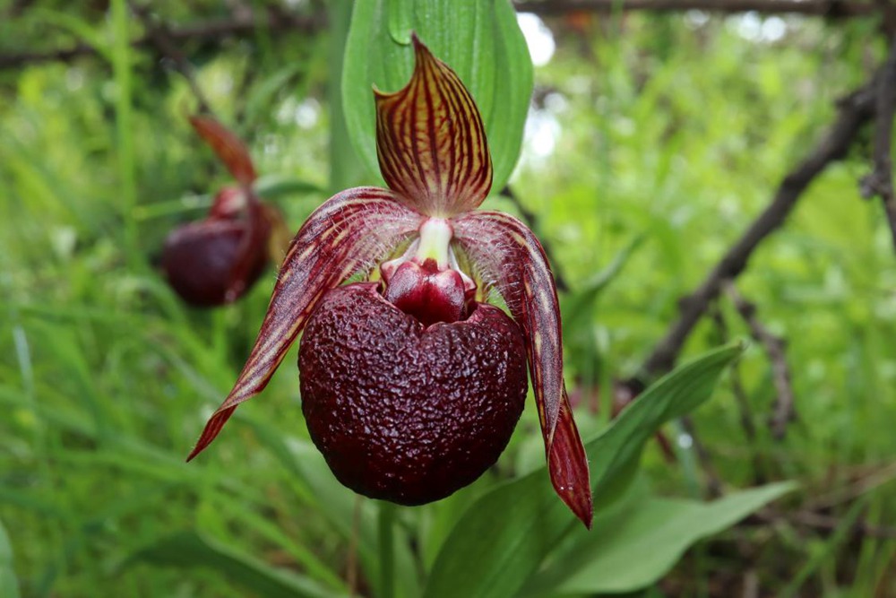 波密灼蘭。王翰臣攝