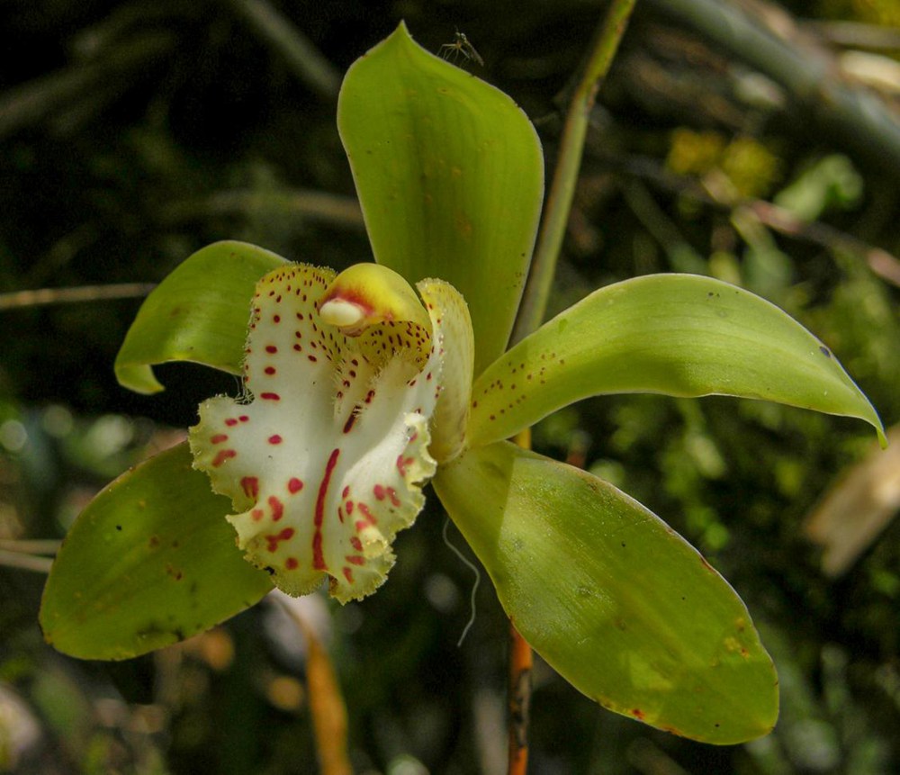 虎頭蘭。金效華攝