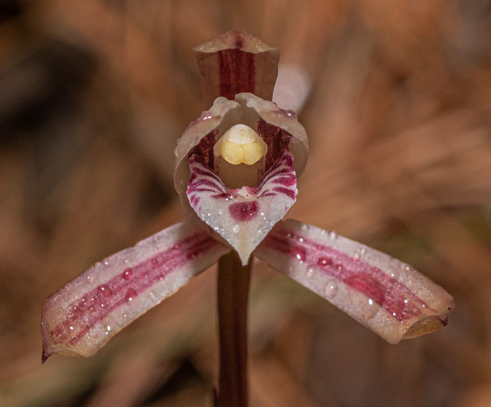 大根蘭。葉超攝