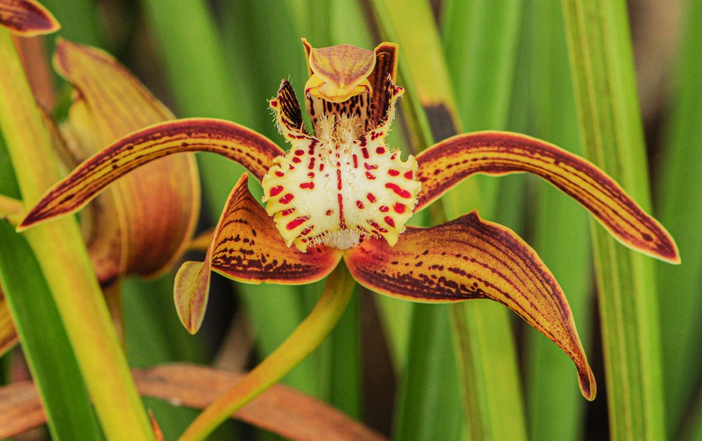 西藏虎頭蘭。李劍武攝