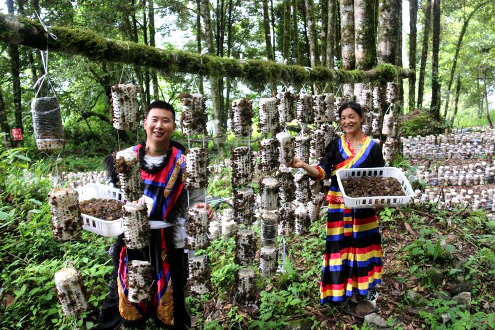 木耳豐收。次仁央宗攝